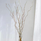 Salix * 10